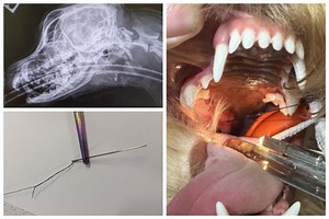 Lucky escape for Rocky the 11-month-old cockapoo who had sewing needle stuck in mouth