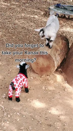 #2026ShowSeason #pygmygoats #showgoats #babygoats #npga