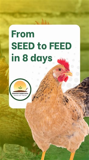 Trimurti Farms India | Hydroponic corn grass in 8 days. Benefits: • Fresh enzyme-rich fodder • Better digestibility • Natural chlorophyll • Year-round green... | Instagram