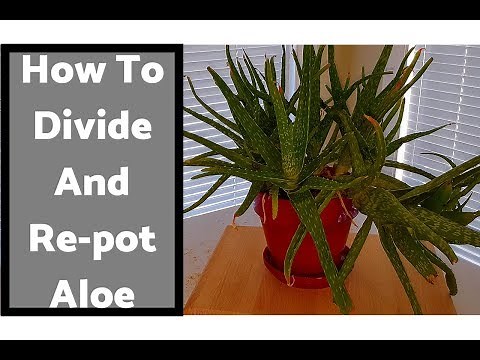 How To Divide and Re-pot an Overgrown Aloe Vera! 11/23/18