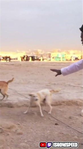 Speed BREAKS UP Dog Fight at the Pyramids 😳
