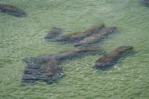 New boat rules for Indian River manatee zones proposed by FWC. See map