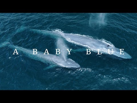 The Return of Baby Blue Whales