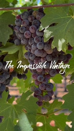 Be the first to secure your spot for the Tasting of Ukrainian Wines in San Francisco! In Ukraine today, winemaking is the highest form of love. It implies tending to the vines despite the danger, believing in a harvest that is years away. Our winemakers preserve unique indigenous varieties because these vines are their roots. This is their heart. On the eve of Valentine’s Day, February 13th at 6:30 PM, we invite you to the Ukrainian wine tasting event “The Impossible Vintage”. • doors open/welco