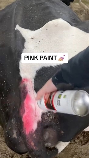 135K views · 892 reactions | Different group colors make it easy to spot if a cow sneaks a second ride & gets mixed into a different color group  拏  | McCarty Family Farms | Facebook