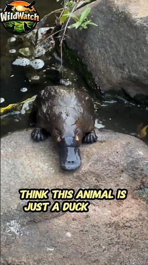 The Platypus: Australia's Strangest Animal! 🦆🦫