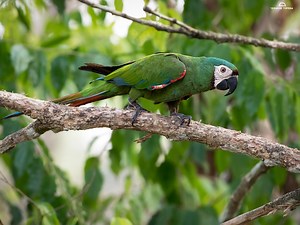 Guacamaya Cariseca/Chestnut-fronted Macaw/Ara severus | Birds Colombia|La Voz de las Aves