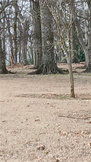 Northern Mockingbird takes Flight!