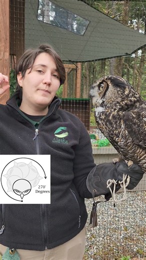 Did you know, unlike humans, owls can't move their eyes around? An owl's eyes are elongated and held in place by a bony structure in the skull called sclerotic rings. Because of this, owls can't move or roll their eyes within their sockets. To compensate, Owlison's extraordinary neck flexibility allows her to turn her head up to 270 degrees in each direction, helping Owlison scan her world without needing to shift her body. #OwlEyes #NatureAdaptations #AvianWonders | Alaska Raptor Center