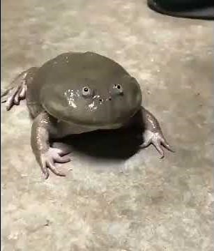 Frog running and screaming