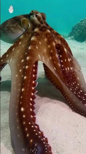 Mesmerizing Octopus Gliding Across the Ocean Floor | Relaxing Underwater Nature Video
