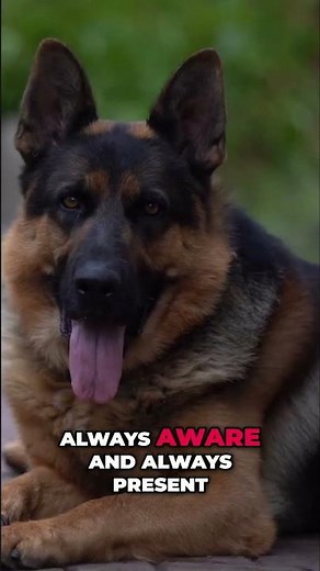German Shepherds: Loyal, Elegant, and Always Ready to Protect! #shorts