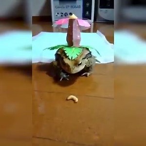 - VENUSAUR VS. CATERPIE - Quando la tua immaginazione supera ogni limite... (Y) | Il Messaggero