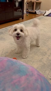 My heart is full because of this precious pup. How about you? #doglover #doglife #puppy #dogmom #dog | LouieMaltipoo2021