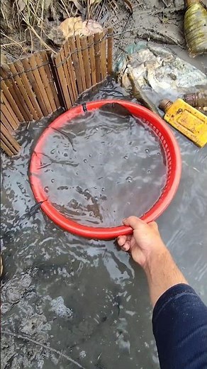catching freshwater stingrays