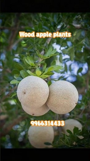 "Wood Apple (Velaga Pandu) Plants – High Value Fruit Tree for Dry Lands! 🌳💰"