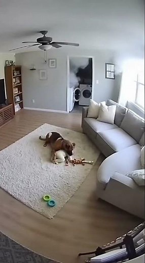 Dog protect his baby after an explosion #kinda #babyanimal #puppy