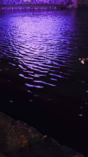 岸和田城の夜桜ライトアップ #桜 #桜名所 #夜桜 #大阪桜 #桜ライトアップ