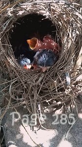 342K views · 2.6K reactions | P#286 Review bird daily life in their nest | Mother bird and baby bird life with nature! #birdlovers #motherbird #babybird #birdsounds #birdphotography #birdnest #birdsofinstagram #bird #birdlife #nature #naturelover #reviewbirdnest #birdwatching #lifewithbirds #birdsounds | Page 285 | Facebook