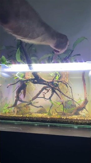Adding Botanicals To My Aquarium #tannintuesday #blackwater #botanicals