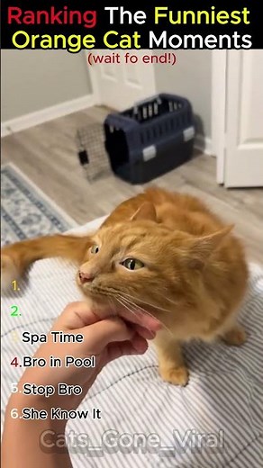 Ranking The Funniest Orange Cat Moments 😂🐱