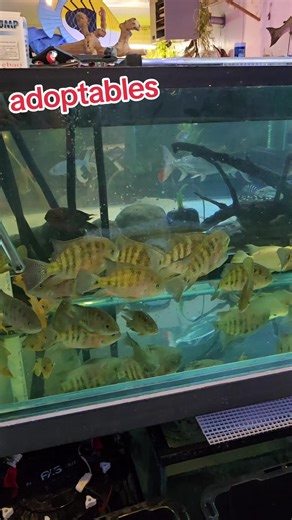 Adoptable Fish Available in Strongsville