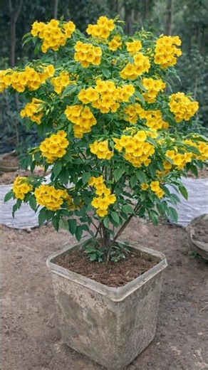 Stop Fungus on Tecoma Plant Fast! 🌱 Simple Fix