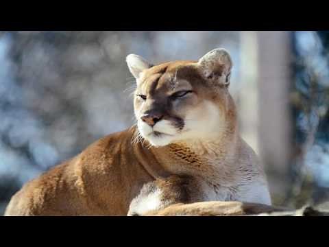 10 Minutes Of Cougar Sounds