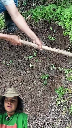 Todo sobre tener un armadillo de mascota