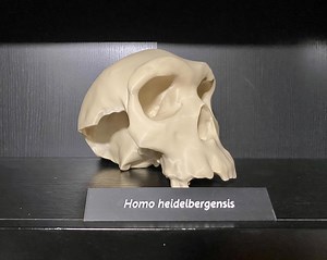 Homo Heidelbergensis Skull Replica: Life-size Anthropology 3d Printed Educational Model - Etsy