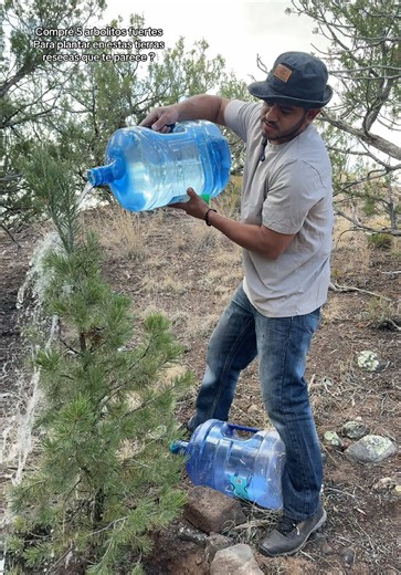 Plantar arbolitos en tierras resecas: cómo y por qué empezar
