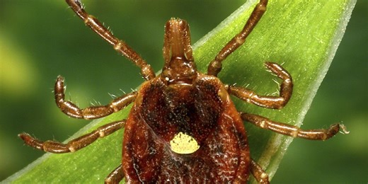 What to Know About Alpha-Gal Syndrome, the Red-Meat Allergy Linked to Tick Bites