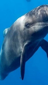 123K views · 5.7K reactions | The Tale of Two Titans – Orcas vs....