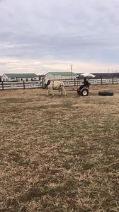 White Mules #mules Hutto Mule and Farming. | Hutto Mule and Farming