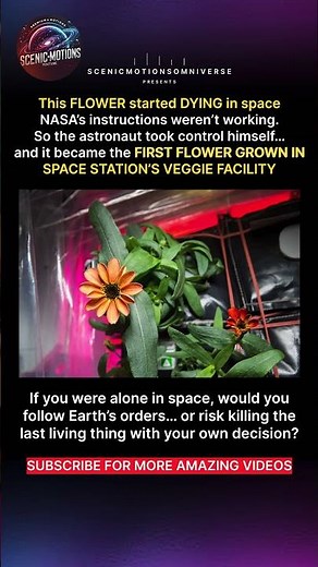 ISS Astronaut Grew the First Flower in Space | NASA Veggie Experiment