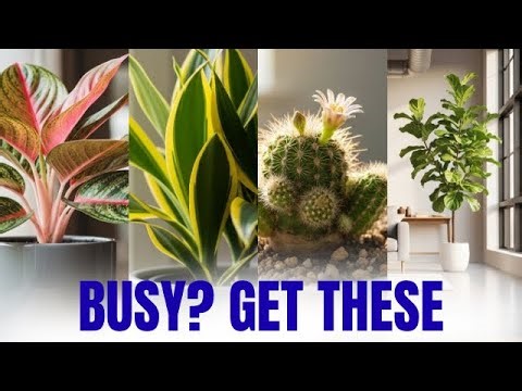12 Easy-to-Care Indoor Plants for Beginners with No Time to Grow