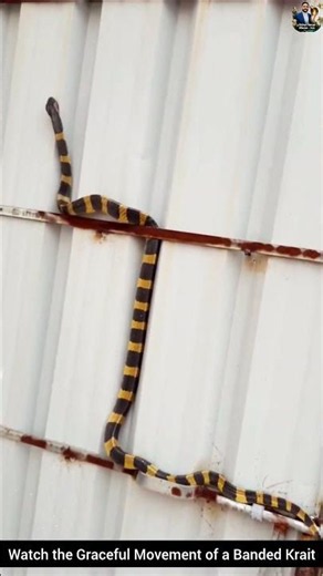 Watch the Graceful Movement of a Banded Krait #snake #wildliferescue #wildlifeentertainment