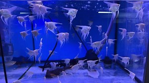 45 reactions | New consignment of Freshwater fish arrived at Tropical Aquatics today 朗 ️ | Tropical Aquatics | Facebook