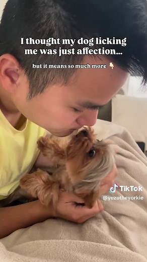 Why Your Dog Licks You: Deeper Than Affection