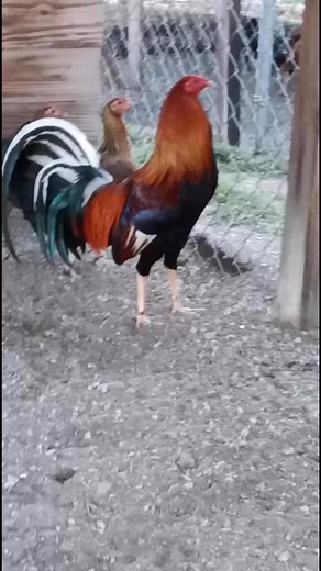 Gallo Yellow Leg Hatch de 5 años Philip Holloway disponible $ 1000 mil plumas 🐓🔥 | Juan Luis Ruiz