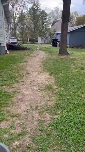 Rescued Miniature Schnauzer Dogs in Kentucky