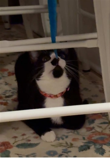 Deep sea Cora fishing 🎣 #catsoftiktok #cattok #kitten #tuxedocat #kitty