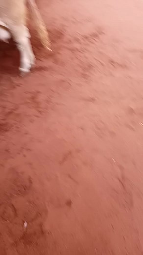 Indoor Cattle Exhibition: A Look at Diverse Breeds