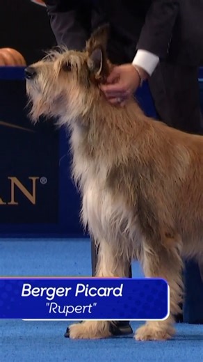 70K views · 437 reactions | Because of Winn-Dixie, we're laughing! Watch the comedian of the group, the Berger Piccard, compete in the Herding Group at The National Dog Show presented by Purina on NBC & Peacock. | NBC | Facebook