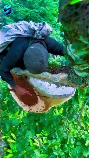 Honeycomb Extraction: Step-by-Step Guide to Harvesting Pure Honey