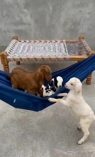 Funny Goat Moments Compilation