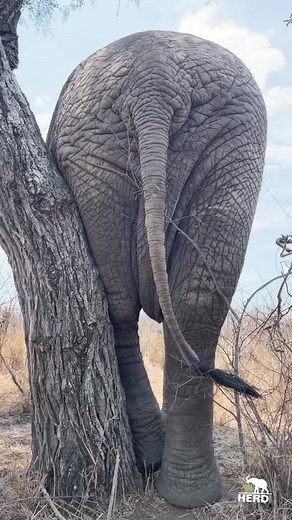 Elephant Nap Time: How These Majestic Creatures Sleep