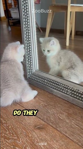 Do Cats Recognize You in the Mirror? 🪞 What They Really See Might Surprise You! #cat