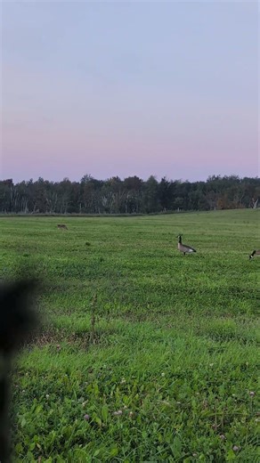 Coyote observing the Goose decoy spread. #outdoors #goosehunting #birdhunting