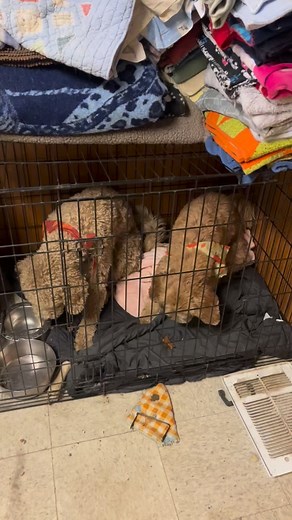 89 reactions · 11 shares | After four days of stellar service,...